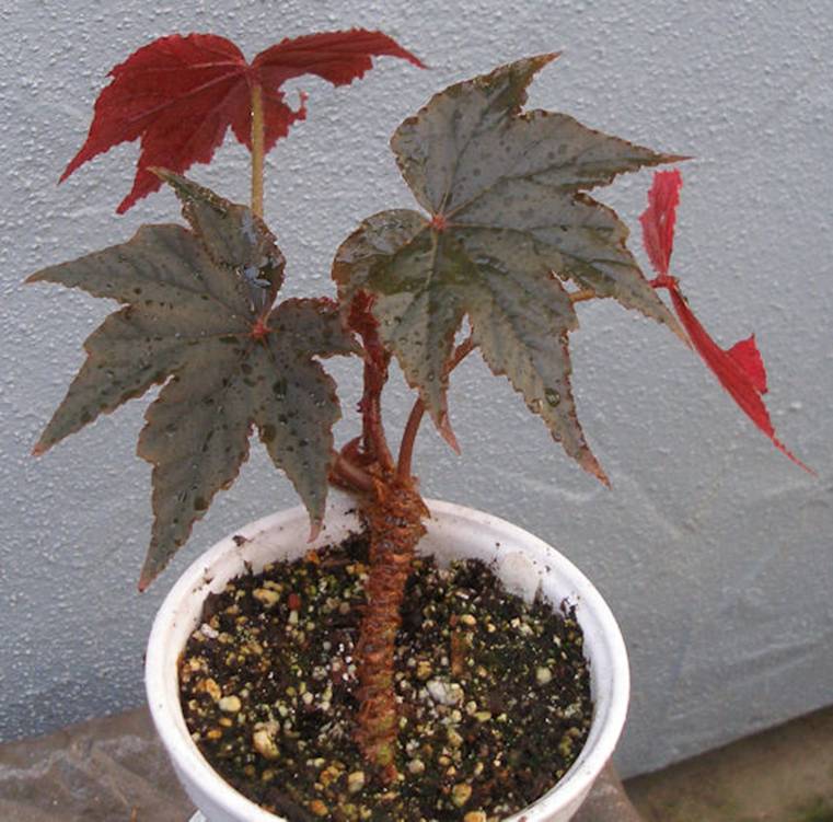 B. ‘Kissimmee’